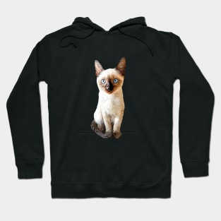 Siamese Kitten Gorgeous cat Hoodie